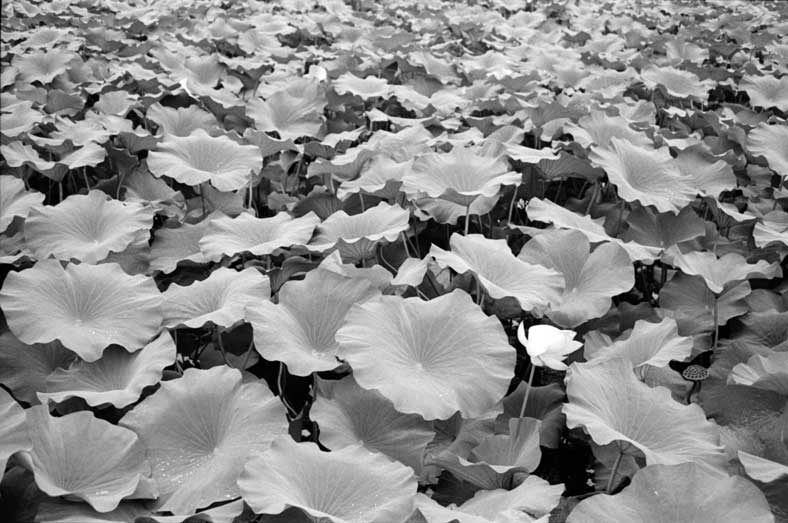 10_lotus